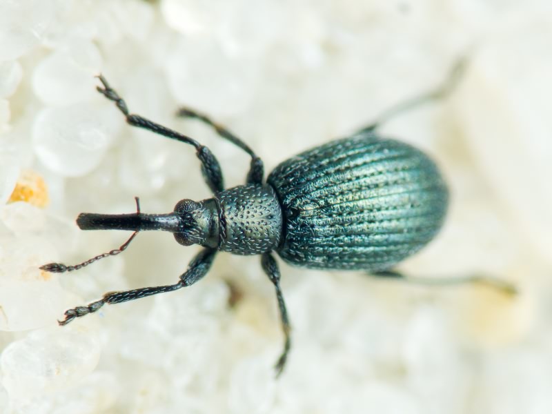 Apionidae Schönherr, 1823